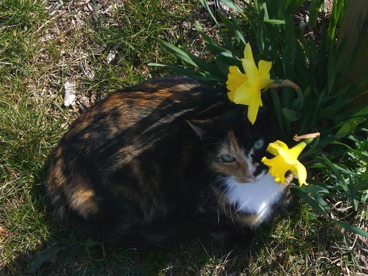 Huskat Kira - En skønhed, der maser de smukke blomster (: billede 1