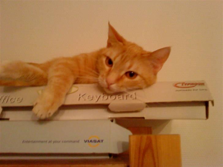 Huskat Sussi - Ren afslapning :) billede 4