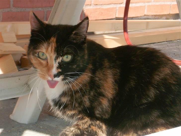 Huskat Kira - At lave flabede grimasser til fotografen..oO´ billede 2