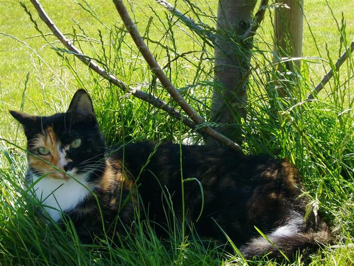 Huskat Kira - At nyde en dejlig sommerdag under træet i haven, hvilket hun i øvrigt har hvæsset lidt for meget kløer i. XD billede 3