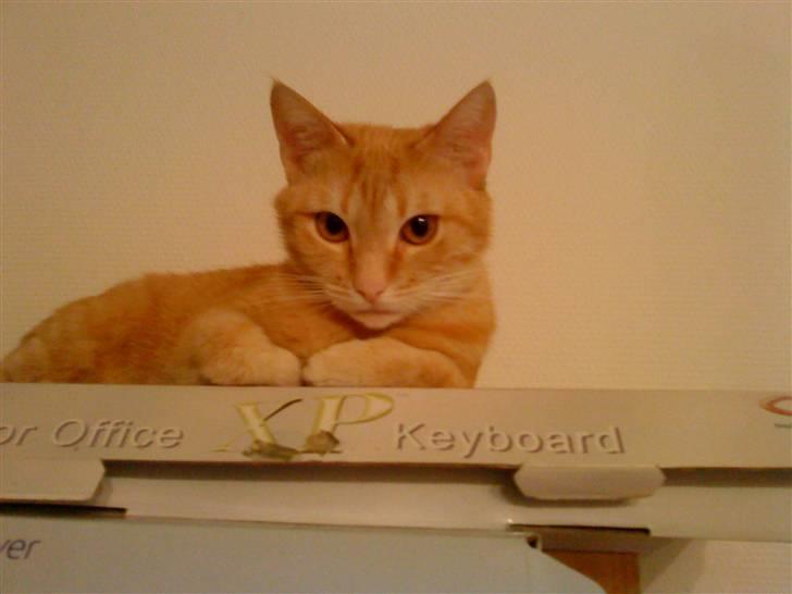 Huskat Sussi billede 5