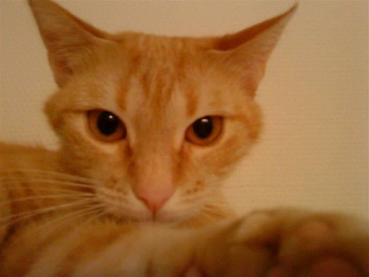 Huskat Sussi billede 6