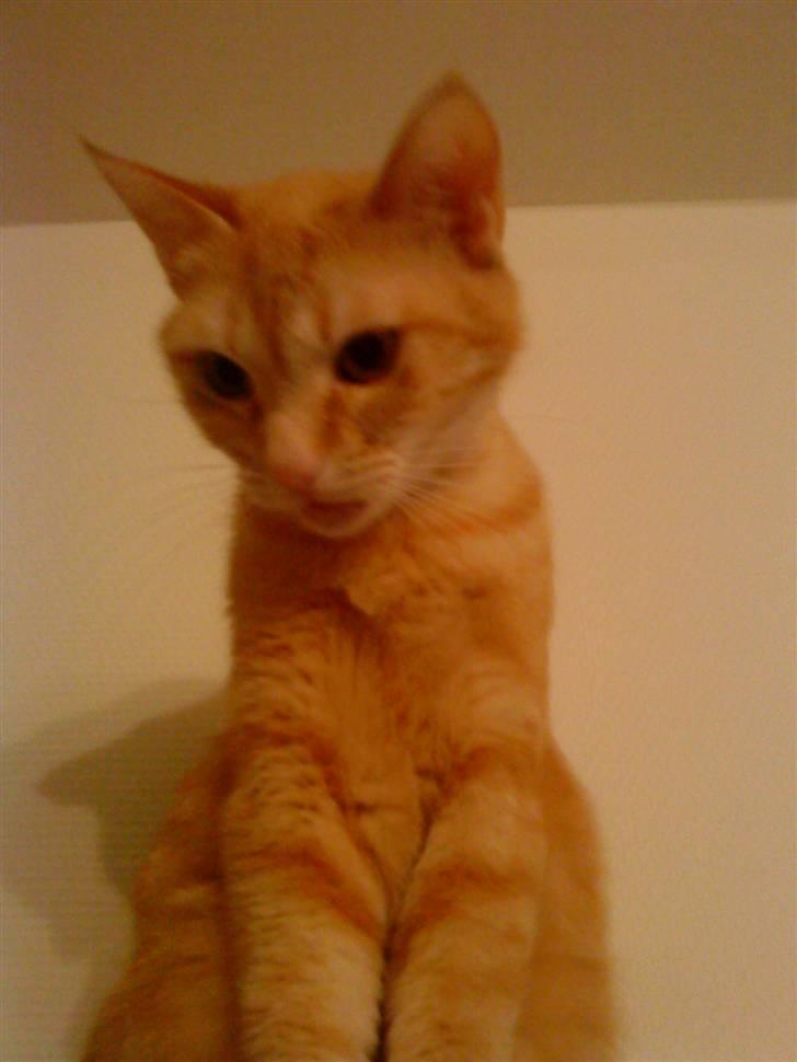 Huskat Sussi billede 7