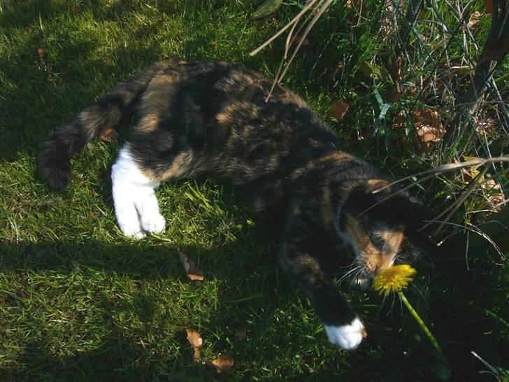 Huskat Kira - Skønne natur.. billede 4