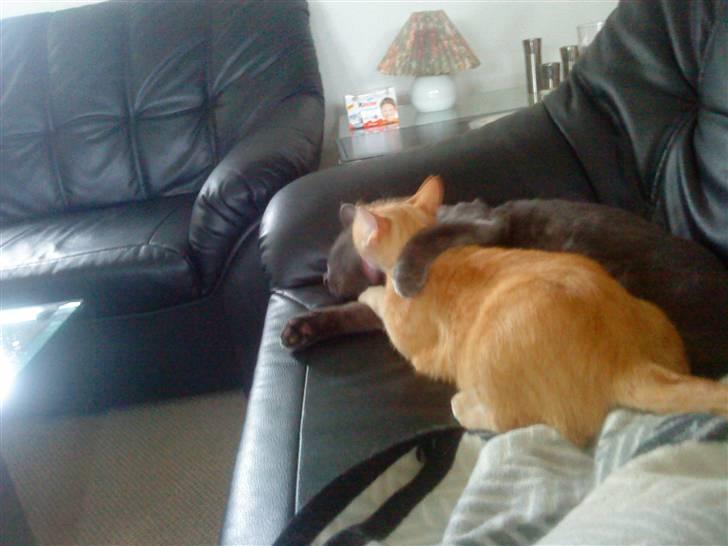 Huskat Sussi - Tid til et bad... billede 8