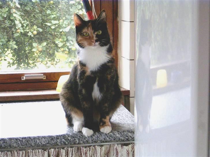 Huskat Kira - "Jeg har ikke gjort noget!" billede 5