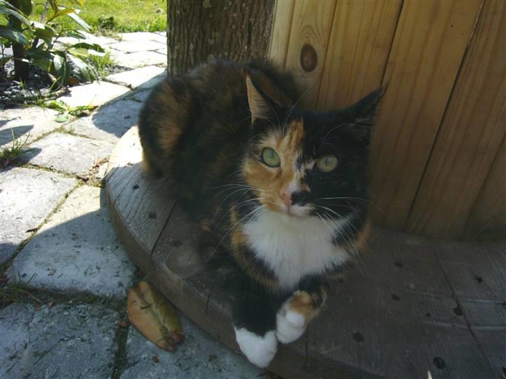 Huskat Kira billede 6