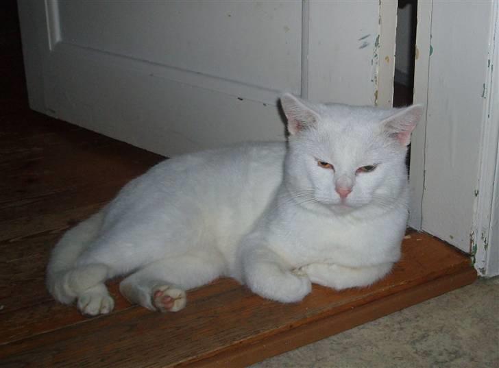 Huskat Victor "R.I.P" billede 1