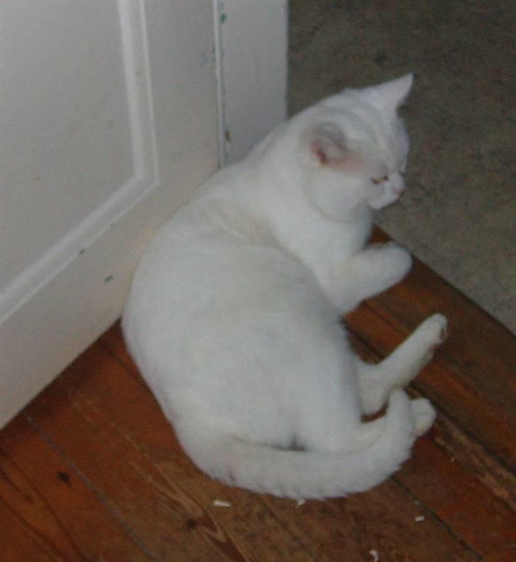 Huskat Victor "R.I.P" billede 2