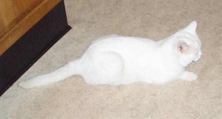 Huskat Victor "R.I.P" billede 3