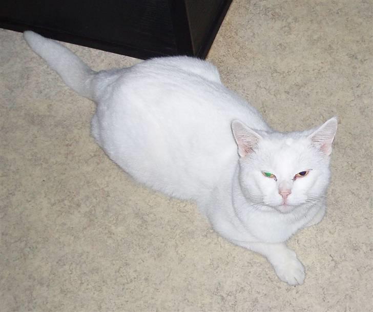 Huskat Victor "R.I.P" billede 4