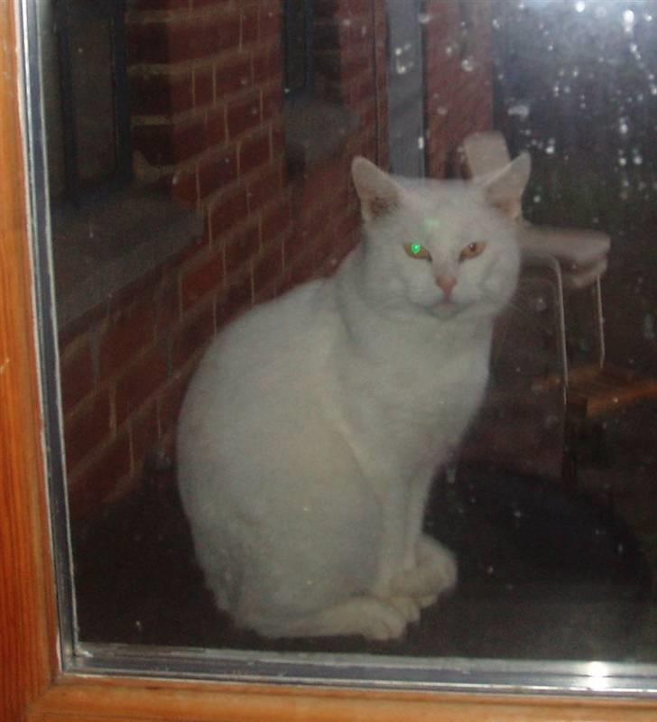 Huskat Victor "R.I.P" billede 5