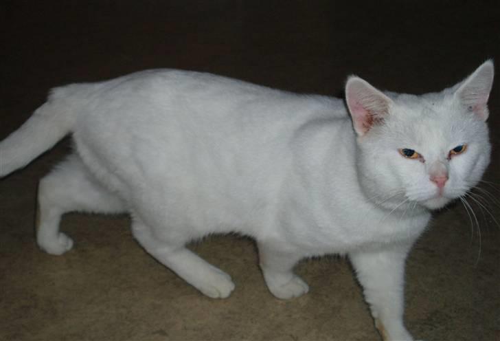 Huskat Victor "R.I.P" billede 6