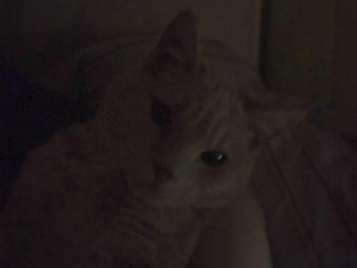 Huskat Basse  - (lidt mørkt) Det er bedst at putte..  billede 1