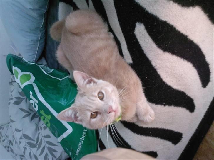 Huskat Basse  - "Tag et billede af mig" billede 2