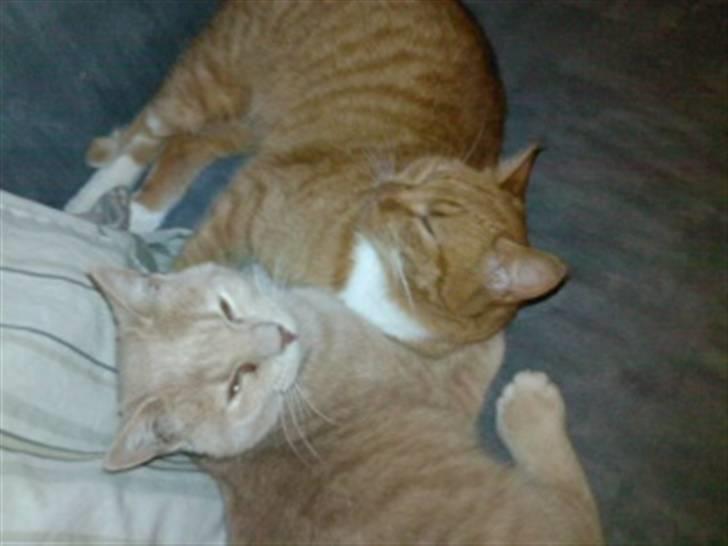 Huskat Basse  - Sover sammen med mor Mille billede 3