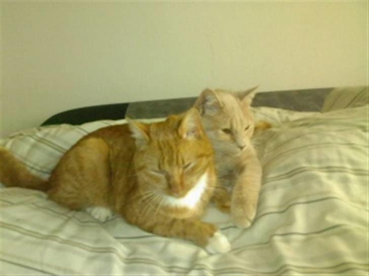 Huskat Basse  - Her laver de næsten et helt hjerte.. <3 billede 4