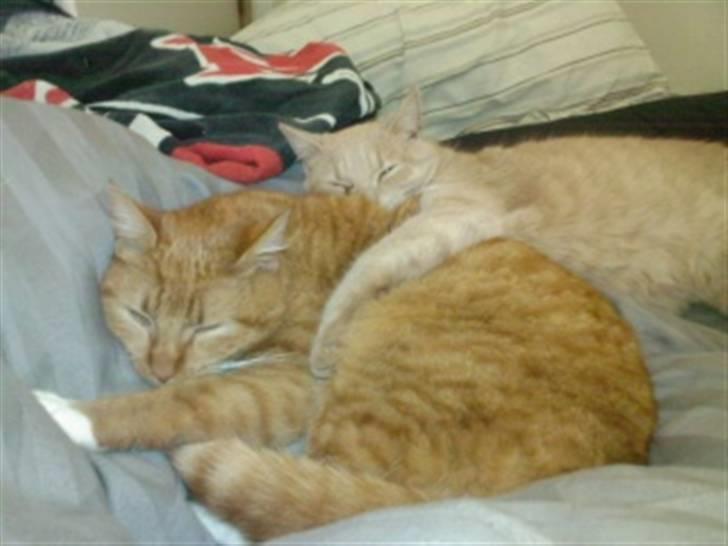 Huskat Basse  - Ligger og putter, mor og søn.. billede 5