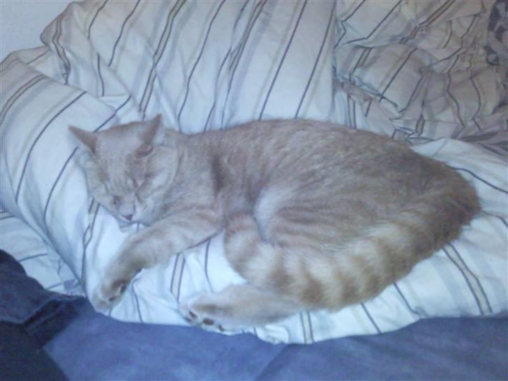 Huskat Basse  - Sover (igen, igen) billede 6