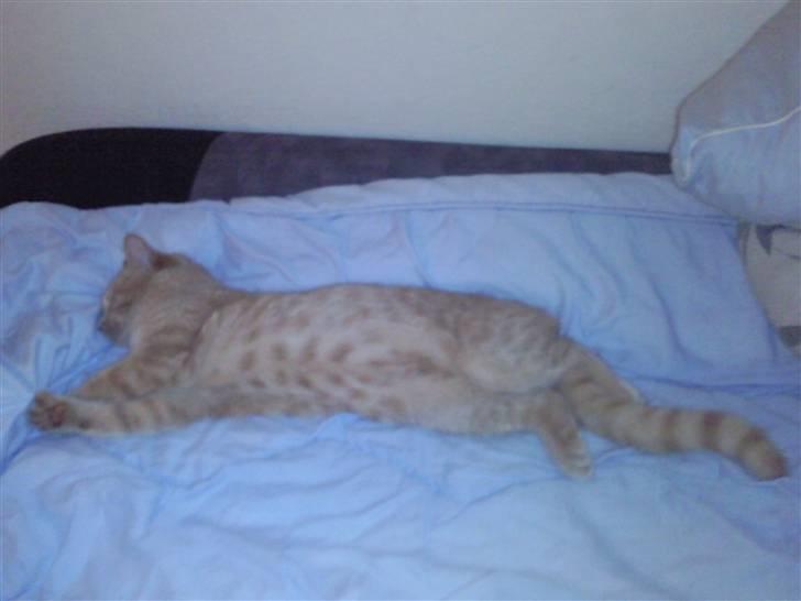 Huskat Basse  - her kan man se hans flotte "tiger-striber" under maven billede 7