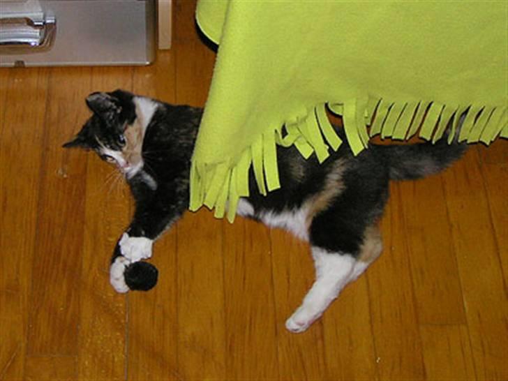 Huskat Diva *flyttet* - Leger med sin elskede mus billede 7
