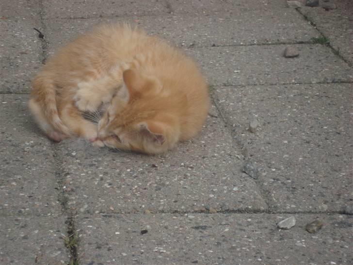 Huskat Garfield billede 15