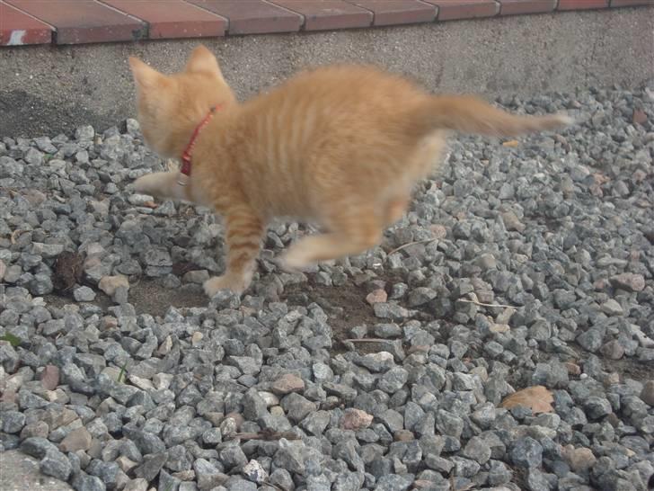 Huskat Garfield billede 16