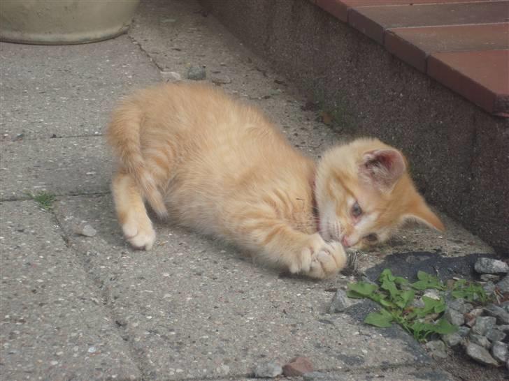 Huskat Garfield billede 17