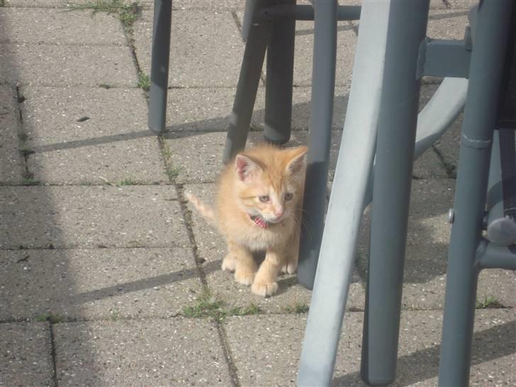 Huskat Garfield billede 18