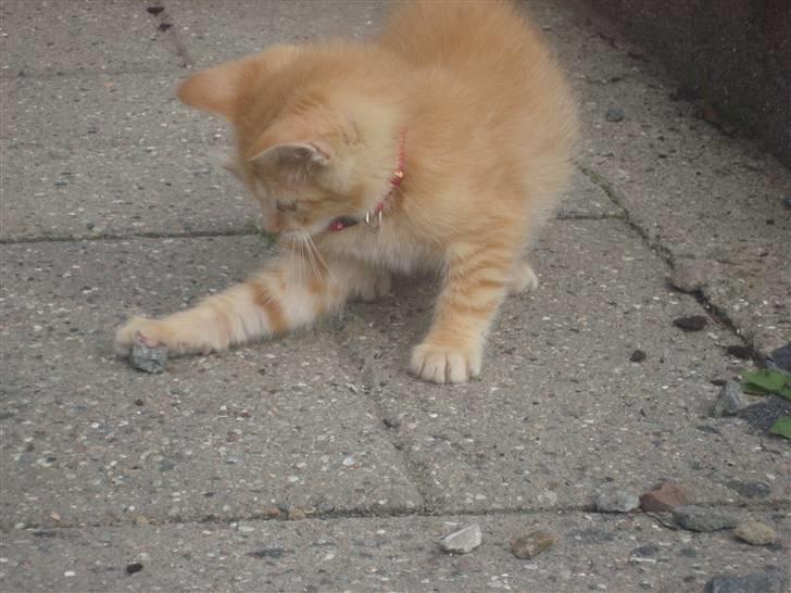 Huskat Garfield billede 19