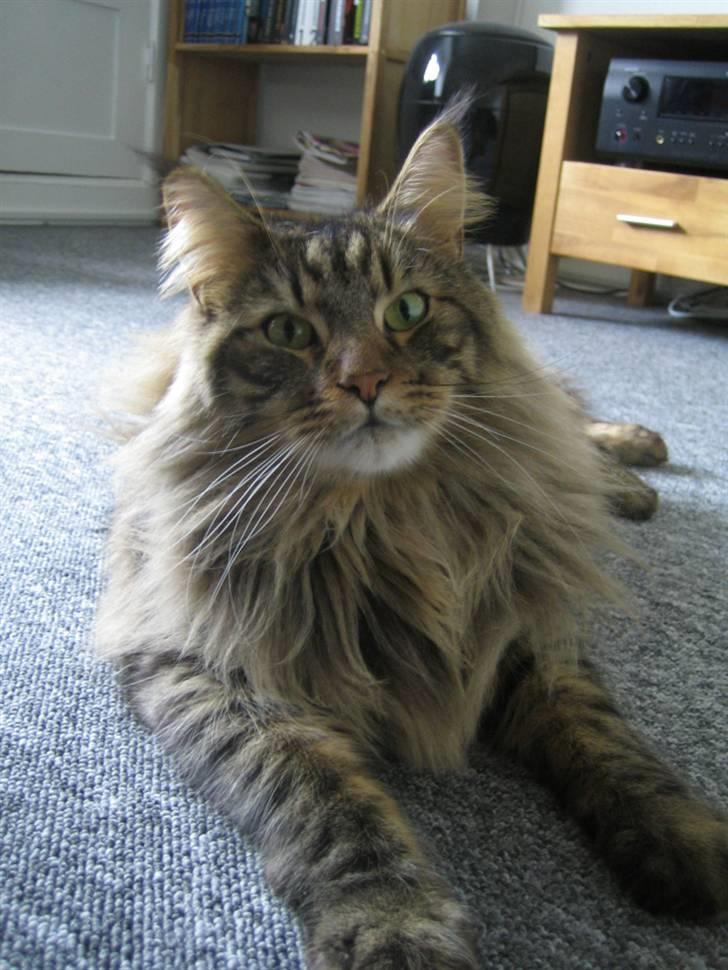 Blanding af racer Albert billede 19