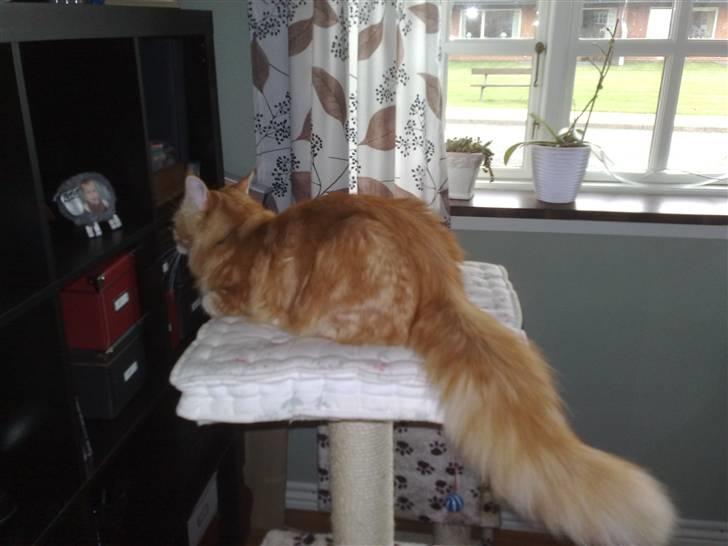 Maine Coon Orla - Orla fra hans bedste side billede 11