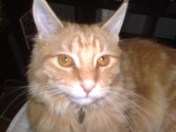 Maine Coon Orla billede 12