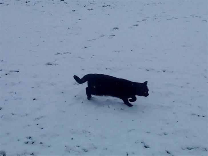 Huskat muss billede 1