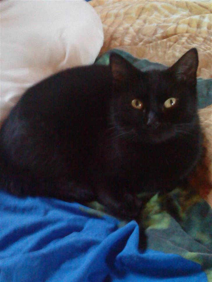 Huskat muss billede 2