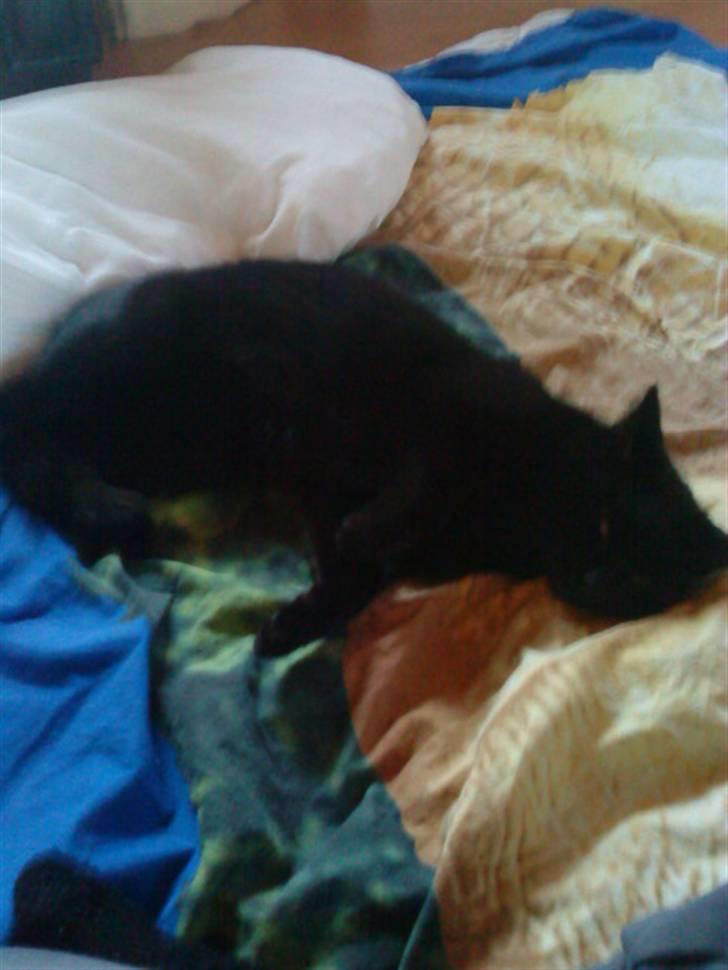 Huskat muss billede 3