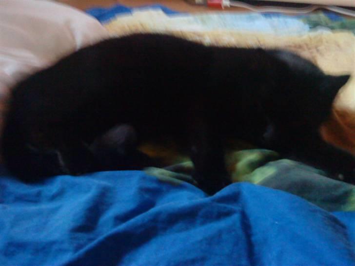 Huskat muss billede 4