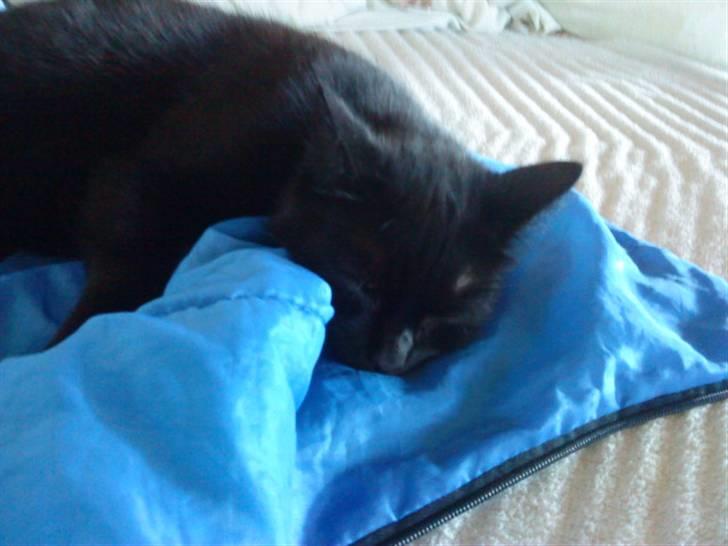 Huskat muss billede 5