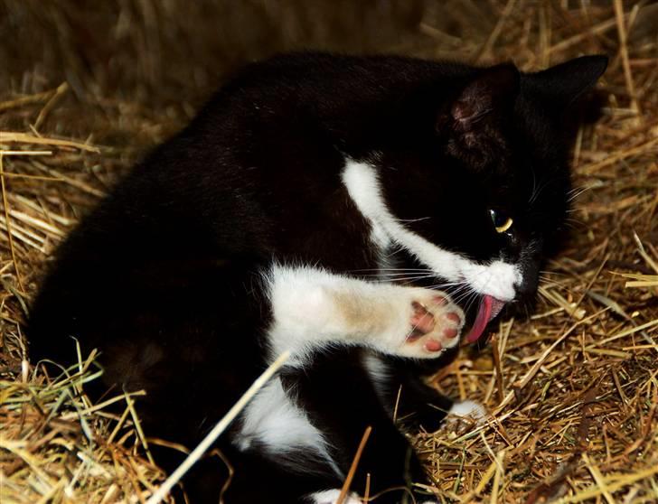 Blanding af racer Ariwo af Stald Friis billede 1