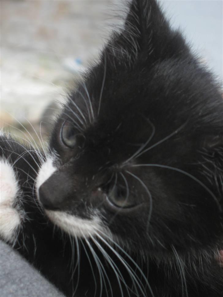 Blanding af racer Ariwo af Stald Friis billede 2