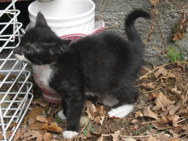 Blanding af racer Ariwo af Stald Friis billede 4