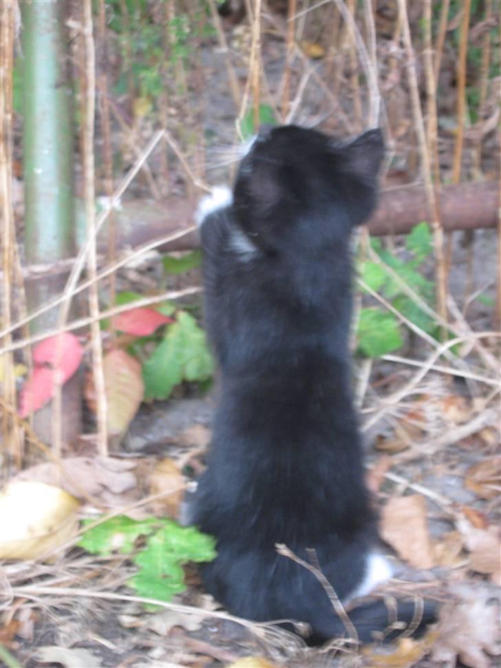 Blanding af racer Ariwo af Stald Friis billede 5