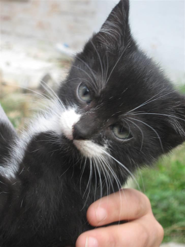 Blanding af racer Ariwo af Stald Friis billede 6