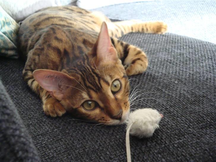 Bengal Freja - "Det er min mus, og du vover at røre den" ;-) billede 1