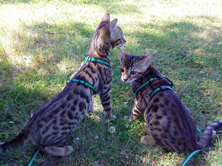 Bengal Freja - To MEGET nysgerrige katte, der er på vagt da de er på fremmede terræn. billede 2