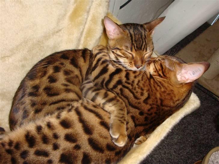 Bengal Freja - Søskendekærlighed når det er bedst... og sødest! billede 4
