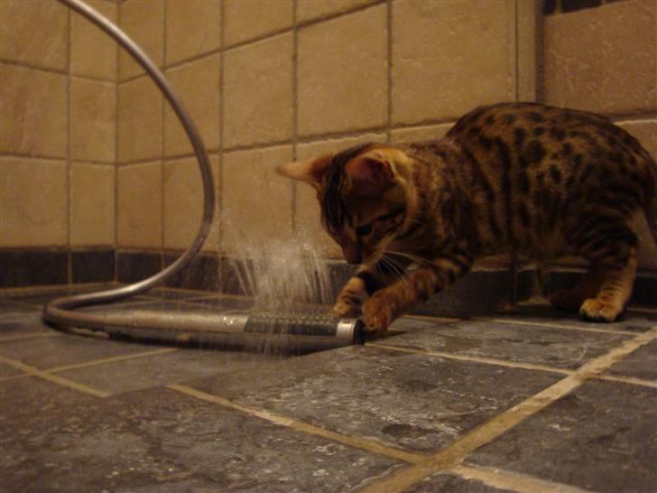Bengal Freja - Freja slås med håndbruseren, da den sprøjter vand på hende. billede 6