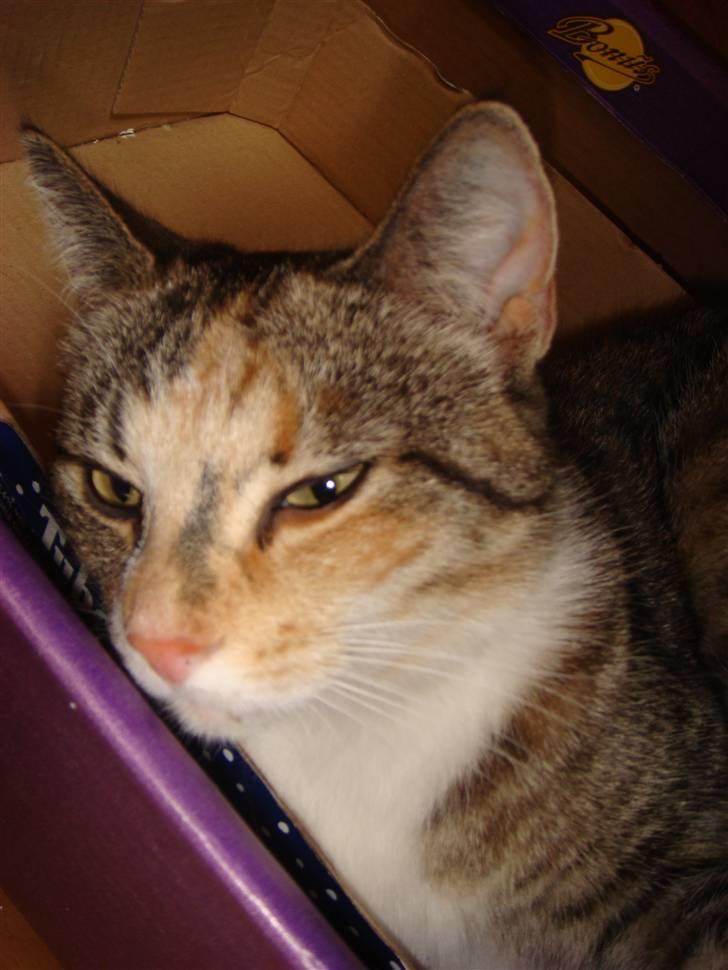 Huskat Feline billede 1