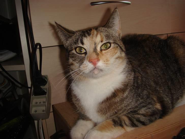 Huskat Feline - Feline savler af kælenhed :o) billede 2