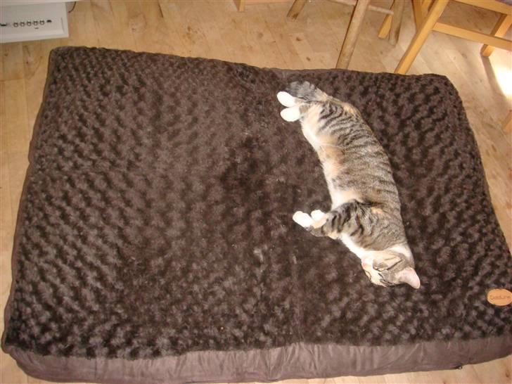 Huskat Feline - Feline fylder ikke meget på hundens pude :o) billede 3